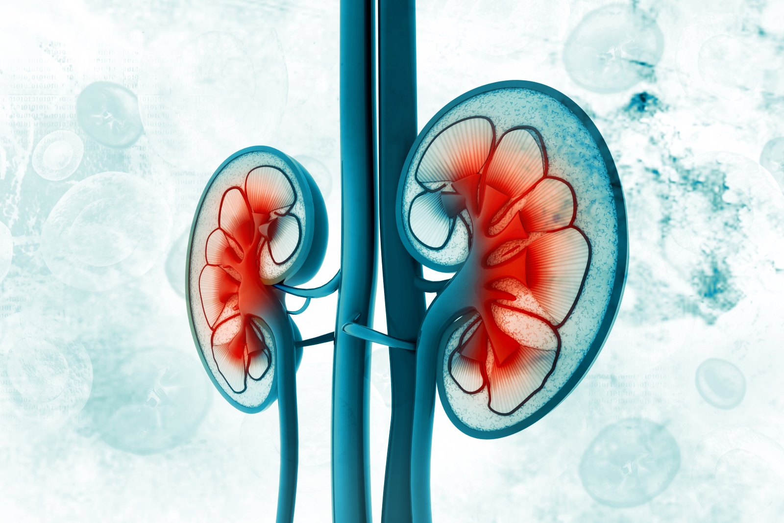 cross section of a human kidney