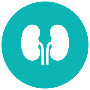 kidney icon
